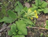 Primula macrocalyx