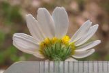 Anthemis cotula