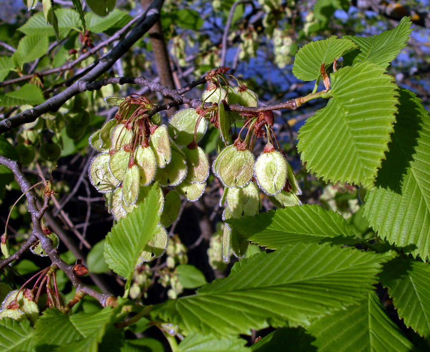 Изображение особи Ulmus laevis.