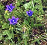 Campanula aucheri