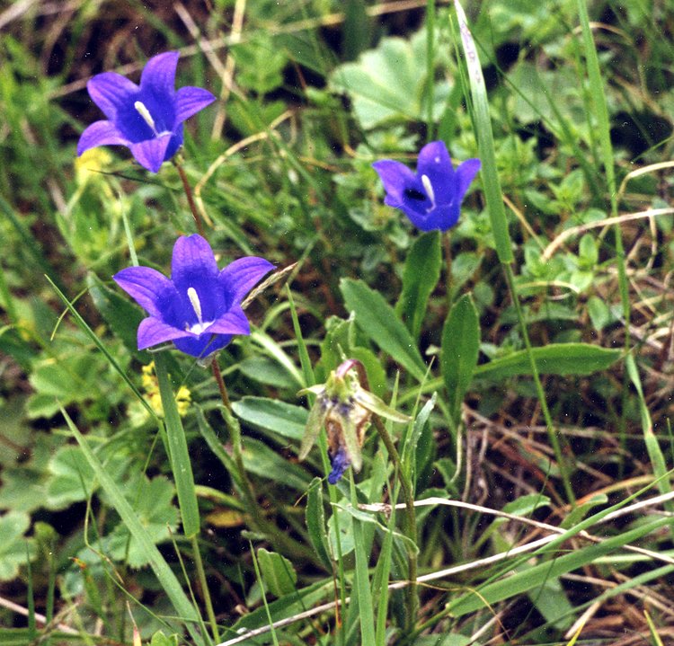 Изображение особи Campanula aucheri.