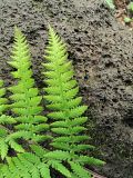 Athyrium sinense