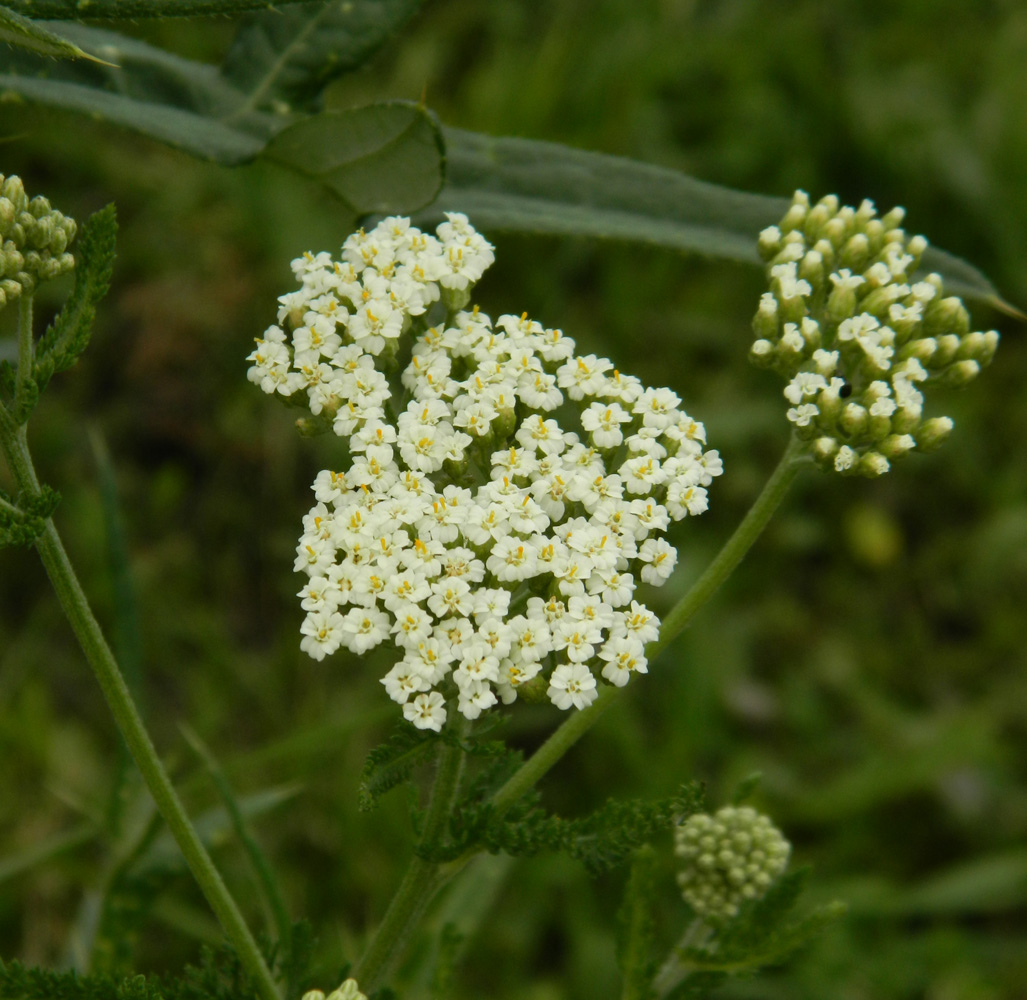 Image of Achillea inundata specimen.