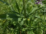 Stachys palustris