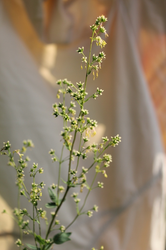 Изображение особи Thalictrum flavum.