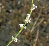 Polygonum arenarium. Часть побега с цветками. Краснодарский край, Ейский п-ов, коса Долгая, вблизи внутреннего водоема, среди солеросов. 11.07.2012.