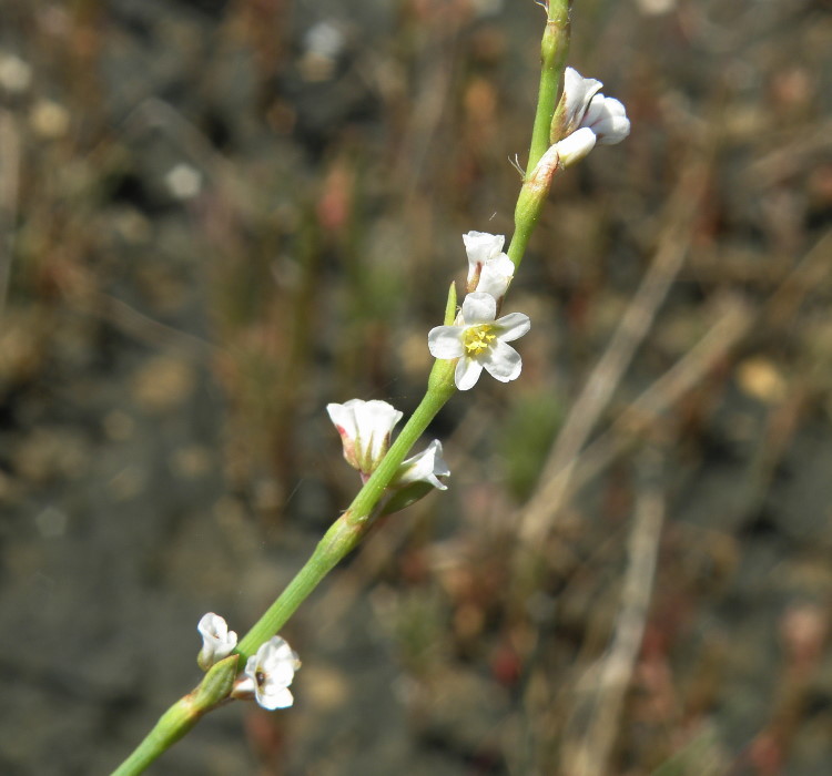 Image of Polygonum arenarium specimen.