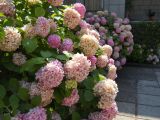 Hydrangea macrophylla