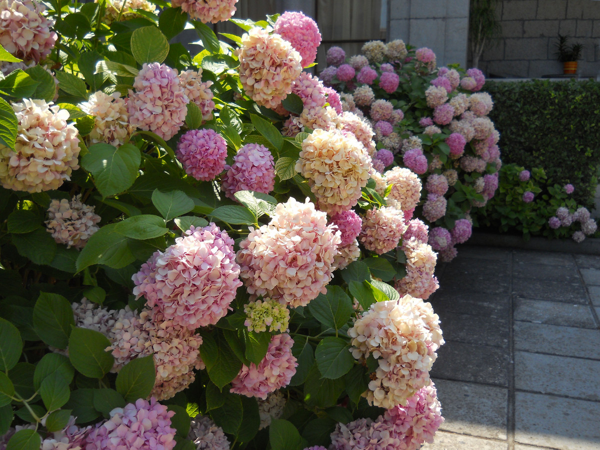 Изображение особи Hydrangea macrophylla.