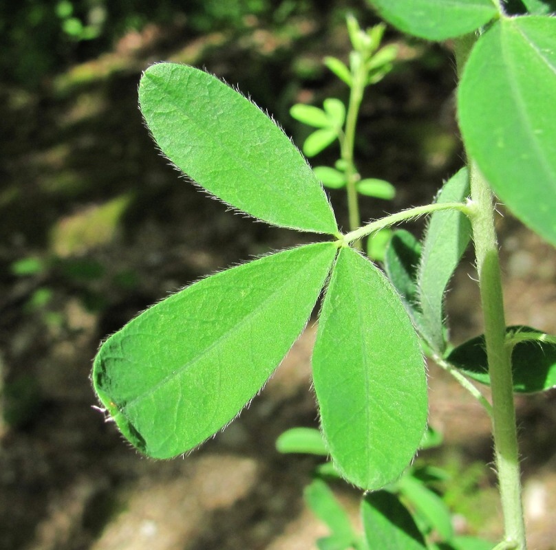 Изображение особи Chamaecytisus colchicus.