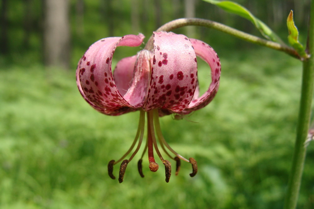 Изображение особи Lilium pilosiusculum.