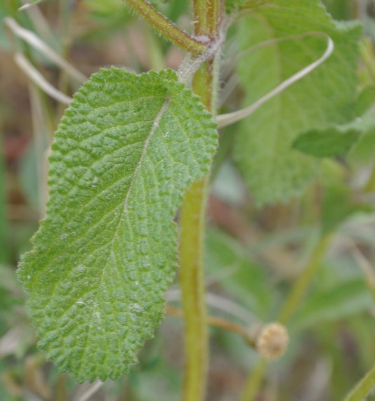 Image of Salvia viridis specimen.