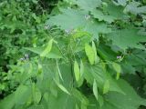 Lunaria rediviva