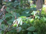 Vaccinium smallii