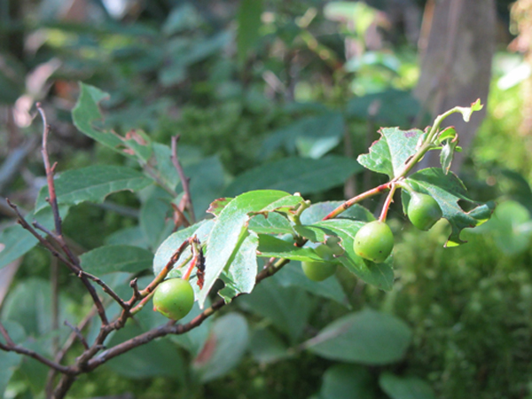 Image of Vaccinium smallii specimen.