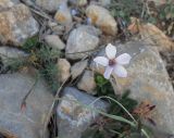 Linum tenuifolium. Цветущее растение. Крым, гора Чатырдаг, верхнее плато, каменистый склон. 29 сентября 2012 г.