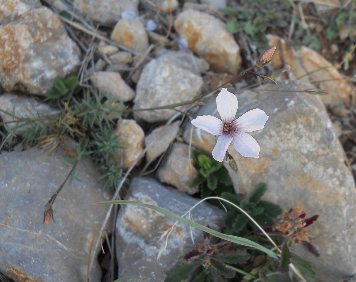 Image of Linum tenuifolium specimen.