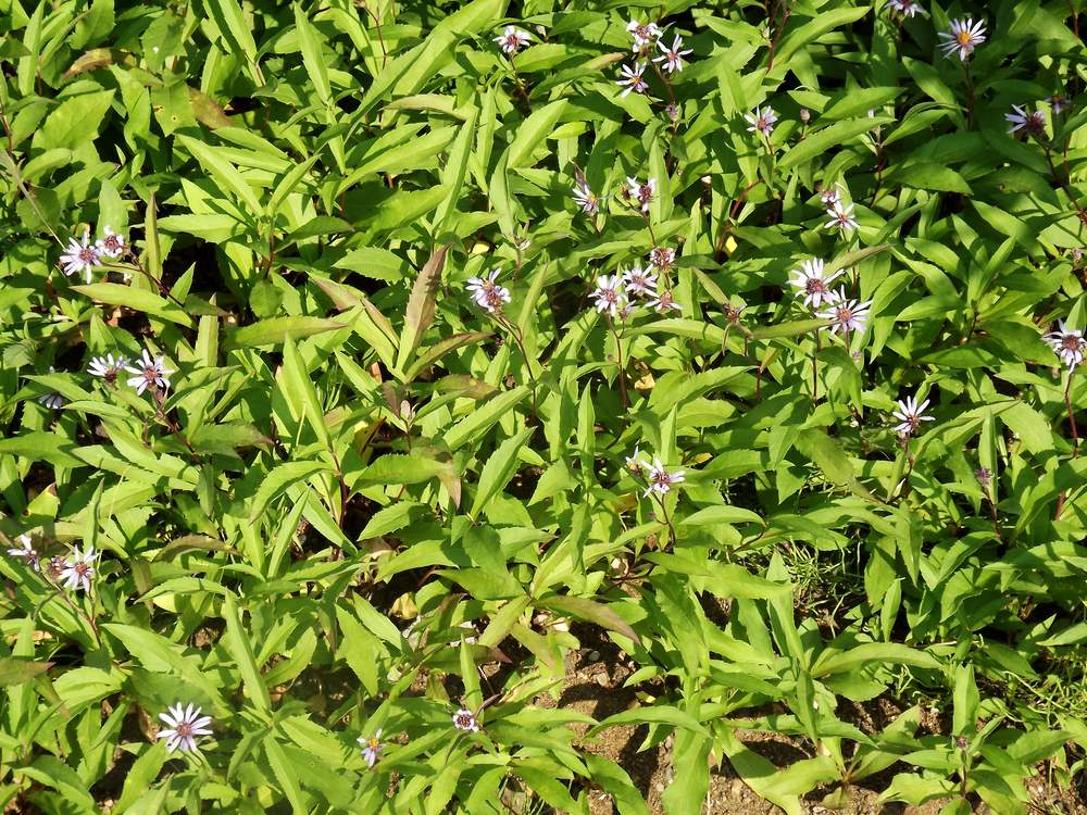 Image of Aster sibiricus specimen.