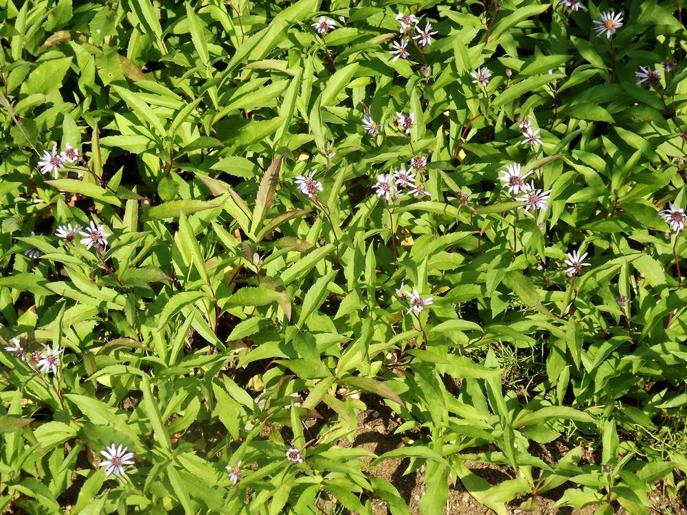 Изображение особи Aster sibiricus.