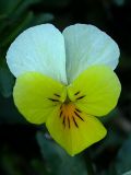 Viola matutina. Цветок (диаметр венчика около 20 мм). Киев, Святошинский лес, молодые сосновые посадки. 22 апреля 2009 г.