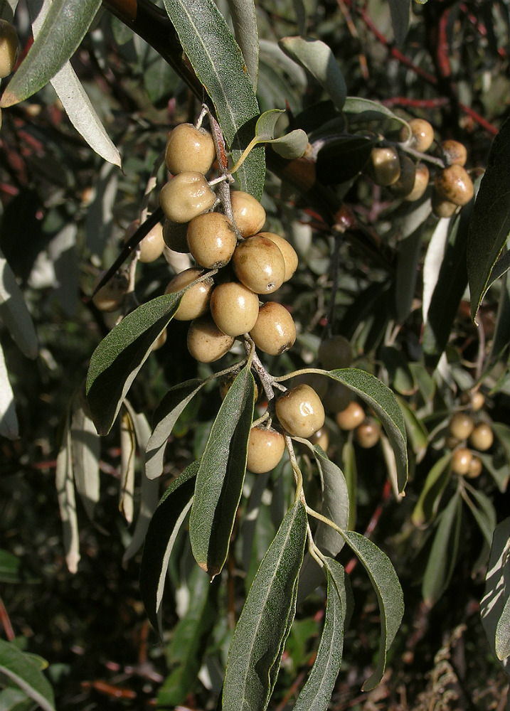 Изображение особи Elaeagnus angustifolia.