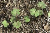 Geranium divaricatum