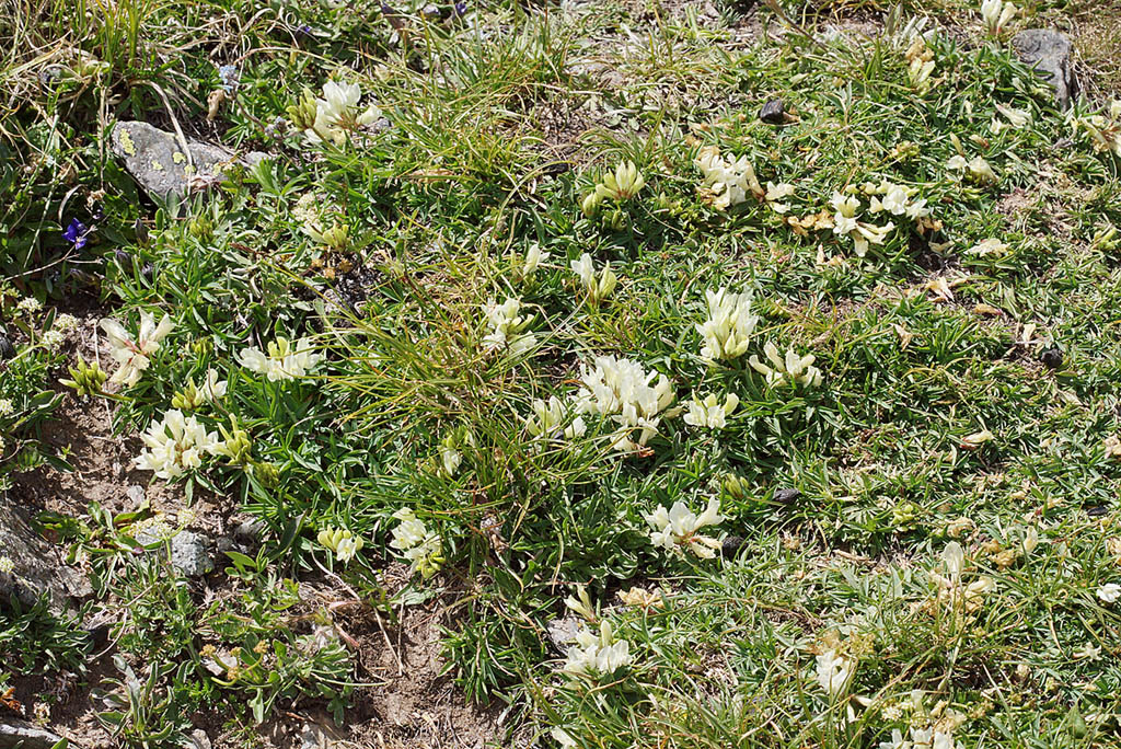 Изображение особи Trifolium polyphyllum.