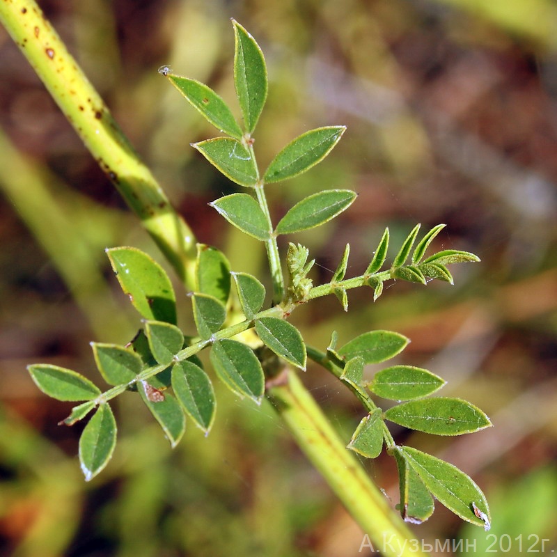 Изображение особи Glycyrrhiza echinata.