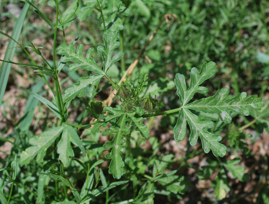 Image of Hibiscus trionum specimen.