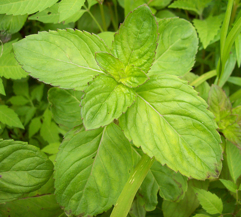 Image of Mentha arvensis specimen.