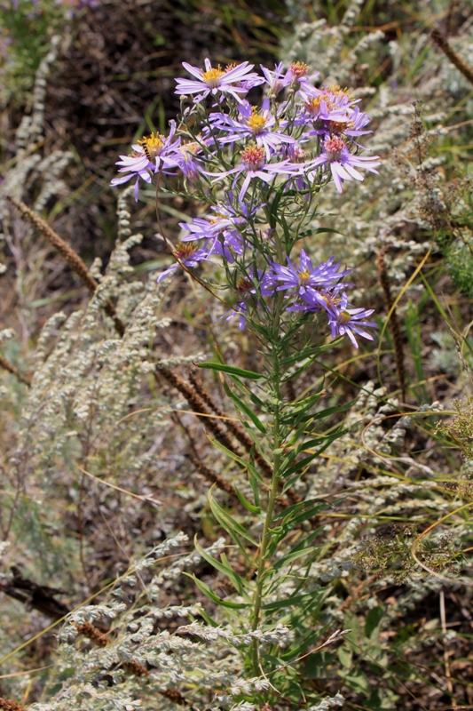 Image of Galatella rossica specimen.