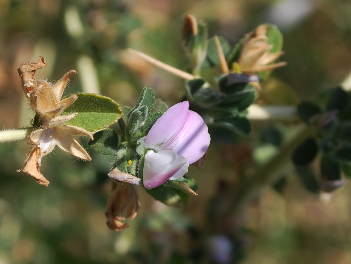 Изображение особи Ononis arvensis ssp. spinescens.