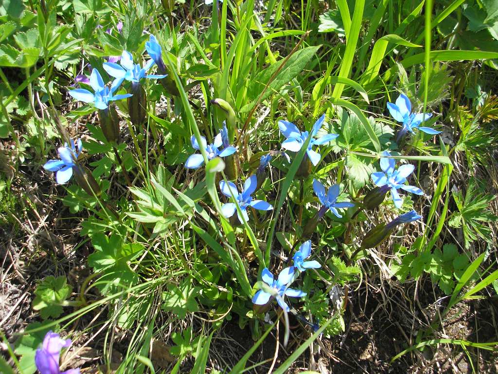 Изображение особи Gentiana uniflora.