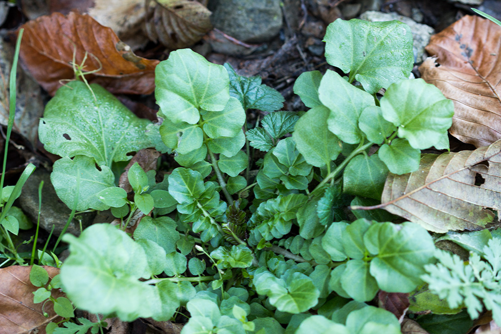 Изображение особи род Cardamine.