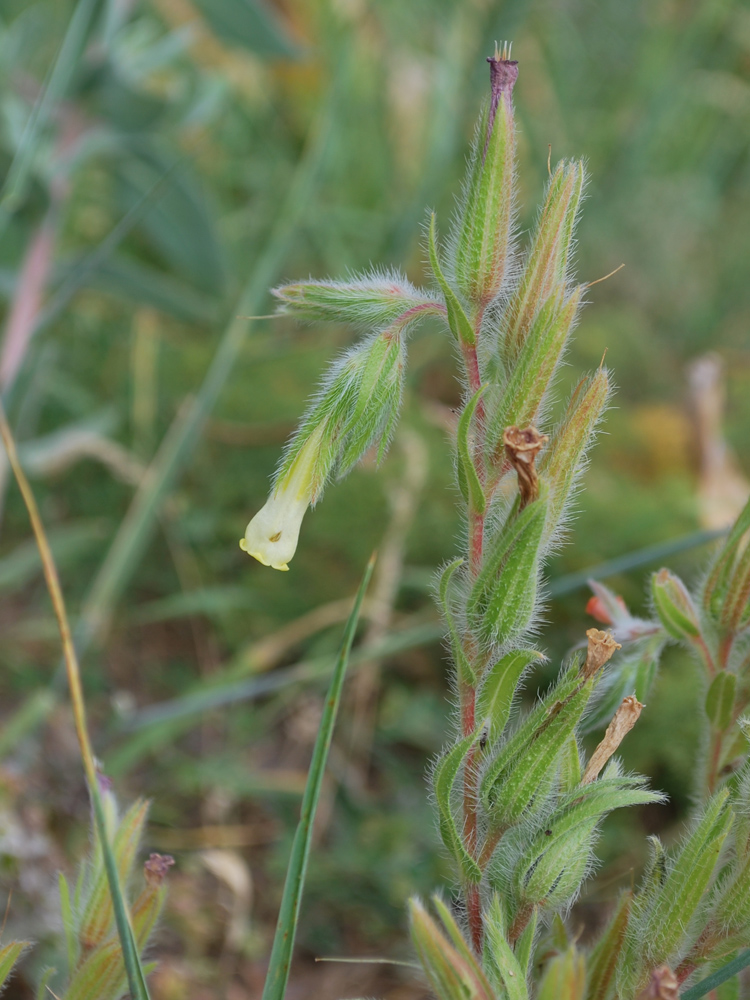 Изображение особи Onosma dichroantha.