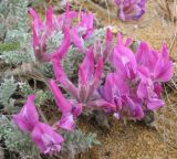 Oxytropis lanata