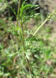 Veronica capsellicarpa