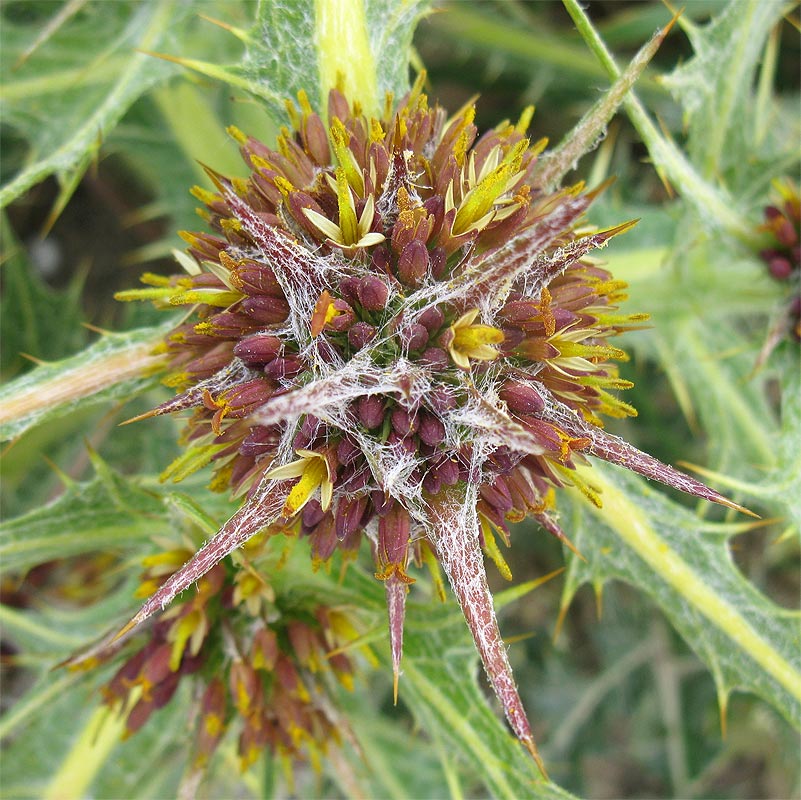 Image of Gundelia tournefortii specimen.