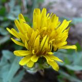 genus Taraxacum. Соцветие. Португалия, Порту, тропинка на газоне. 17.07.2012.