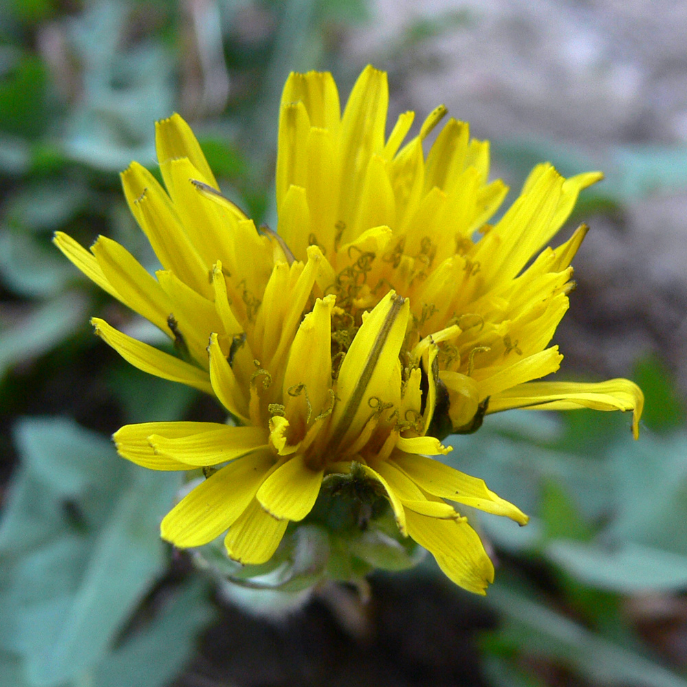 Image of genus Taraxacum specimen.