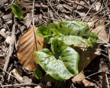 Arum maculatum