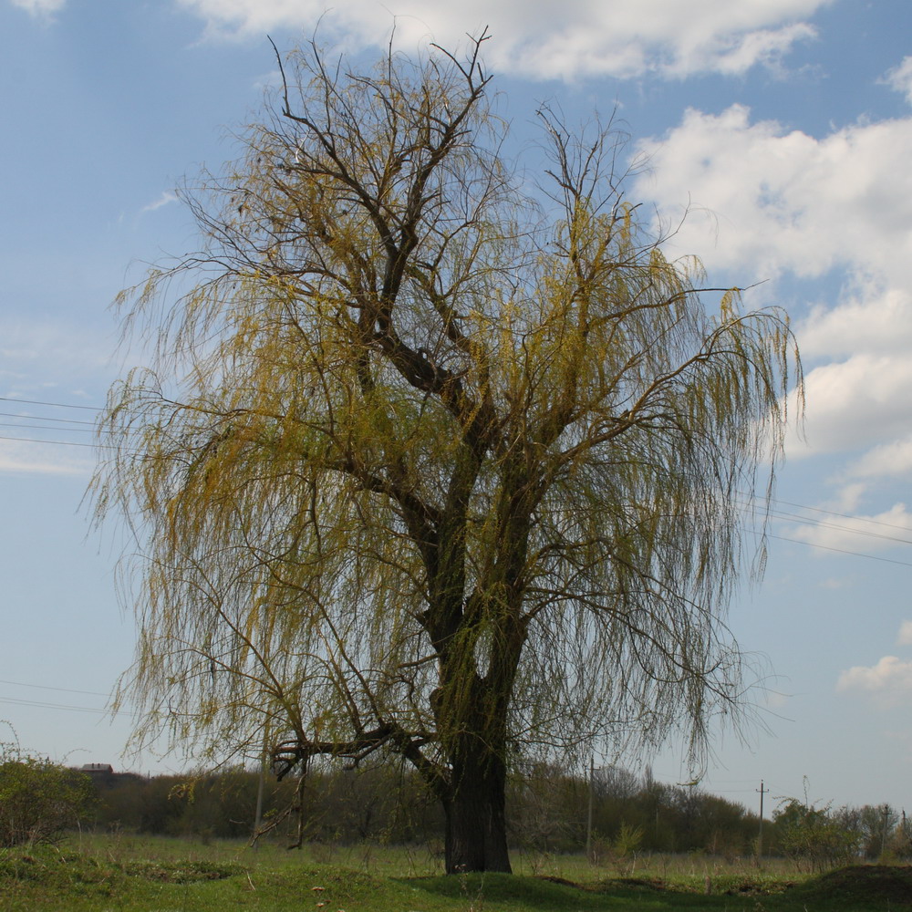 Изображение особи Salix &times; sepulcralis.