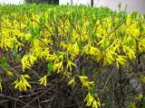 Forsythia &times; intermedia