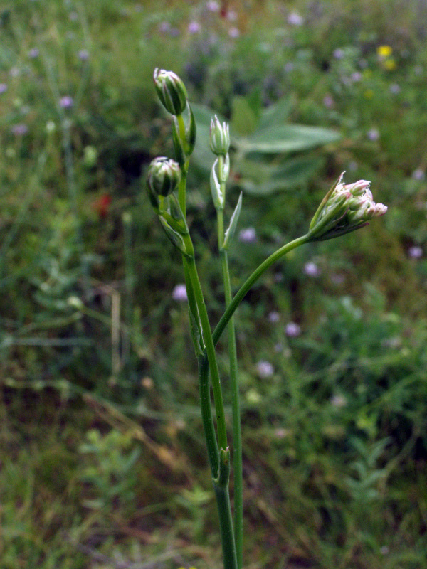 Image of Elaeosticta allioides specimen.