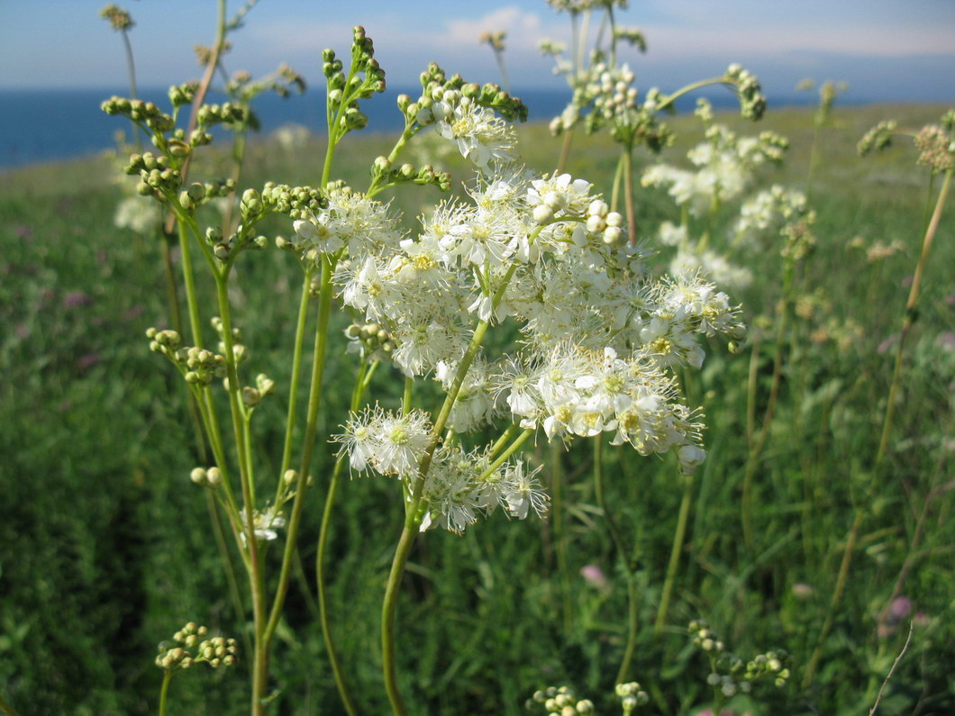 Image of Filipendula vulgaris specimen.