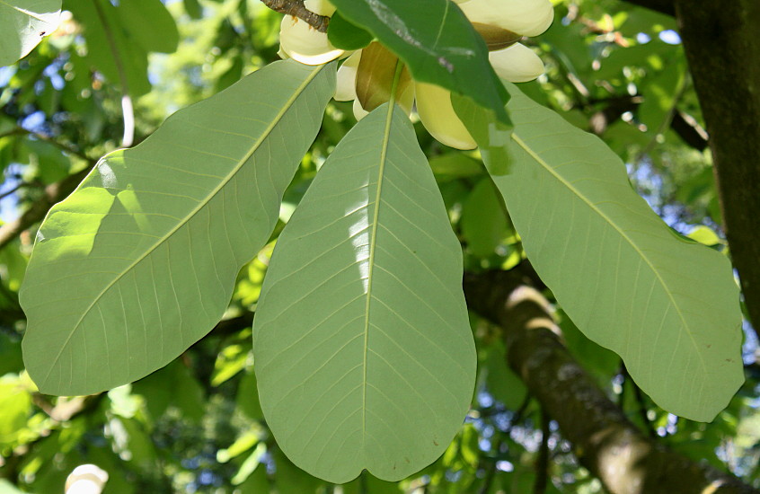 Image of Magnolia hypoleuca specimen.