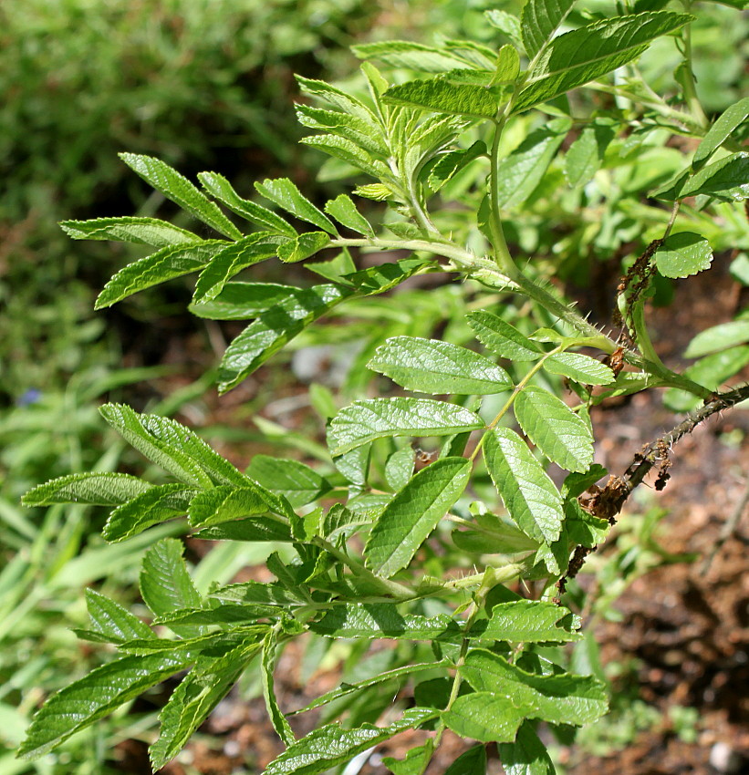 Image of Rosa arvensis specimen.