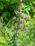 Lythrum salicaria. Часть соцветия. Украина, г. Киев, лес на восточной окраине. 23.06.2013.