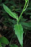 Hesperis matronalis. Часть побега. Крым, склон Долгоруковской яйлы, дубово-грабинниковый лес. 5 июля 2013 г.