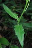 Hesperis matronalis